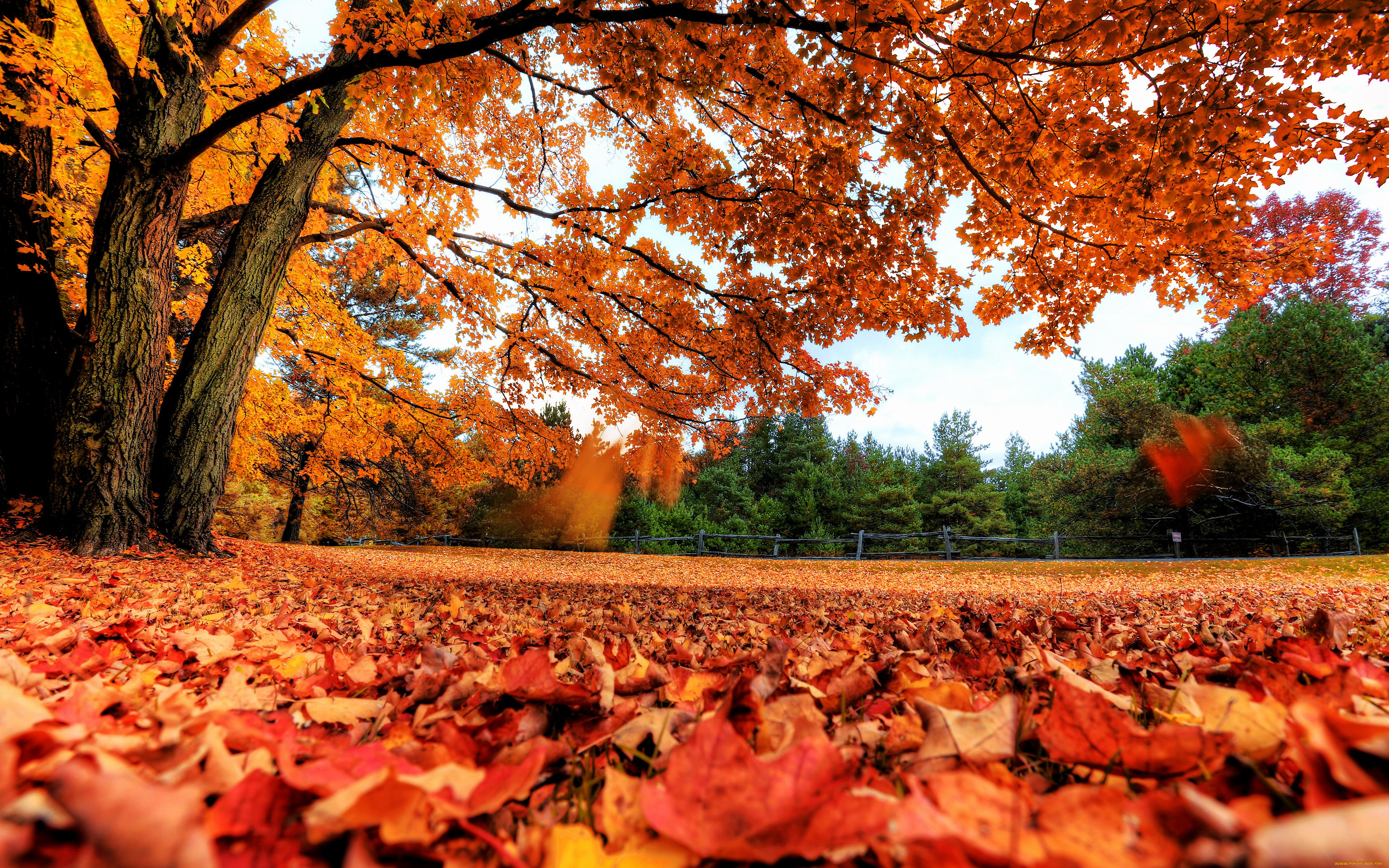 Natural fall. Красивая осень. Осень фото. Осень листопад. Осенние обои на рабочий стол.